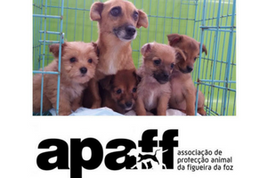 APAFF Associao Proteco Animal da Figueira da Foz